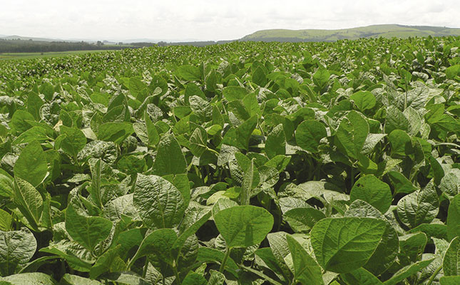 Soya bean prices propped up by surplus processing capacity Soya bean prices propped up by surplus processing capacity