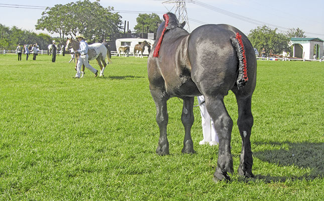 Know your horse breed: Percheron