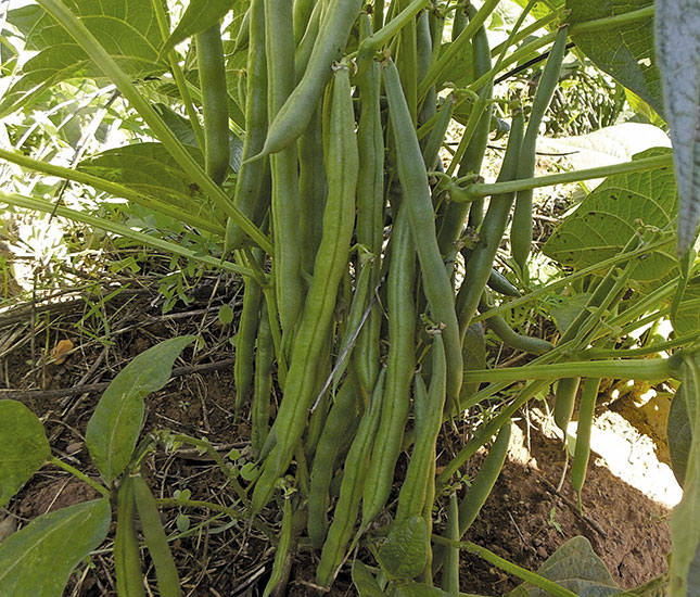 What to do after planting your green beans