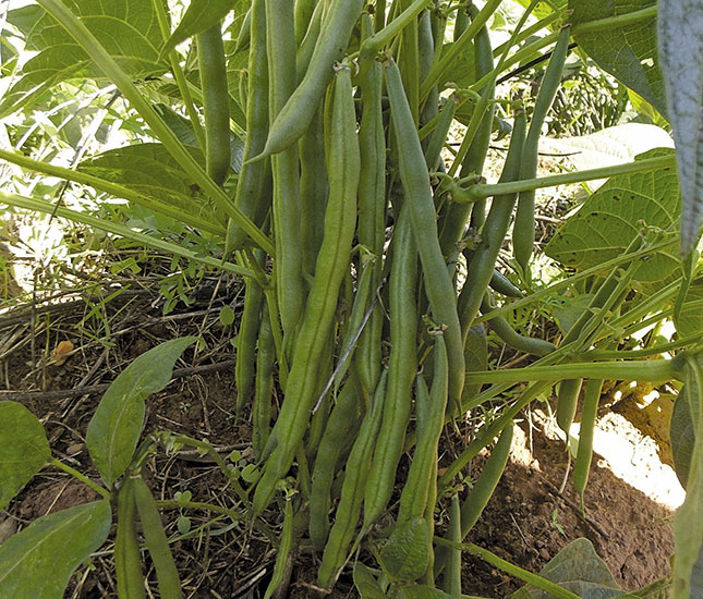 What to do after planting your green beans What to do after planting your green beans