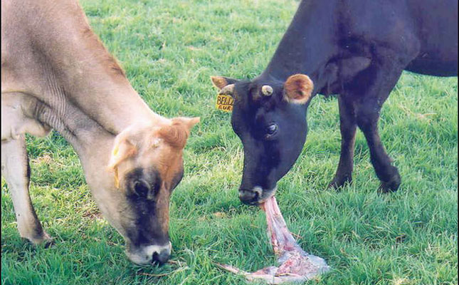 Brucellosis in cattle