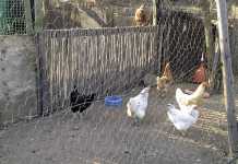 10 ways to make sure your poultry stay healthy
