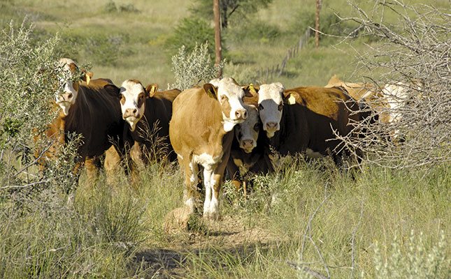 50 years of Simmentaler: From Europe to Africa