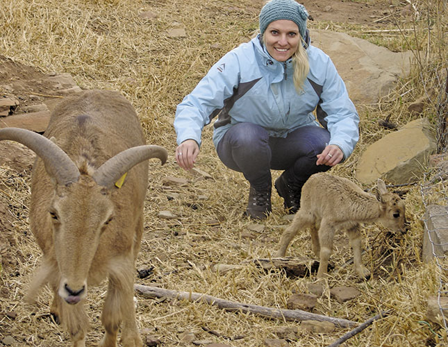 Barbary sheep: farming potential?