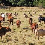Buyambo-mantashe-cattle