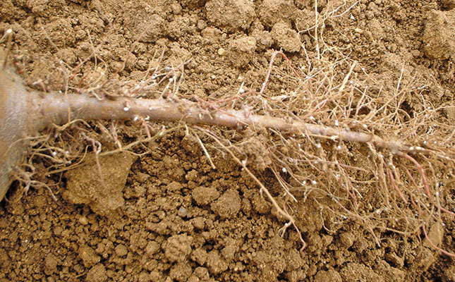 Learning to live with the beet cyst nematode Learning to live with the beet cyst nematode