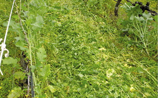 Selecting a suitable soil biofumigant Selecting a suitable soil biofumigant