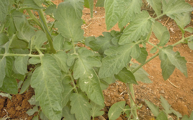 Some important green bean pests