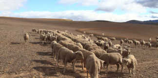 How to keep farming sheep in drought