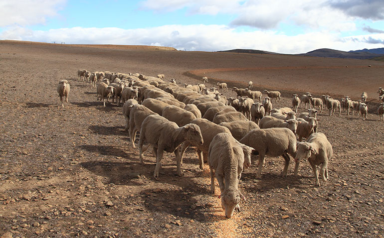 How to keep farming sheep in drought