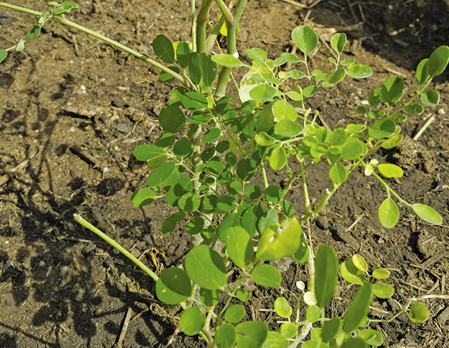All about amazing moringa All about amazing moringa
