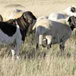 Breeding-well-balanced-Meatmaster-sheep