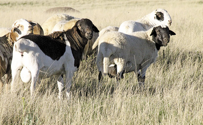 Breeding well-balanced Meatmaster sheep