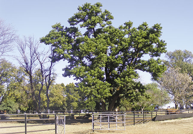 Careful stud selection boosts commercial beef production