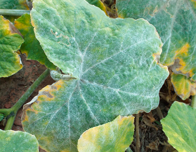 Dealing with powdery mildew