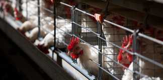 Good-management-key-to-poultry-farming-success