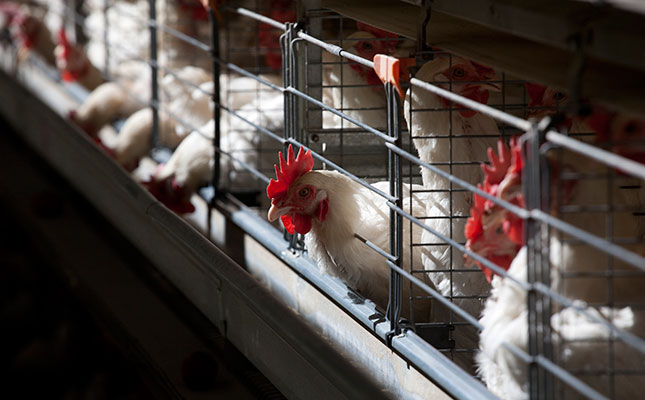 Good management: key to poultry farming success