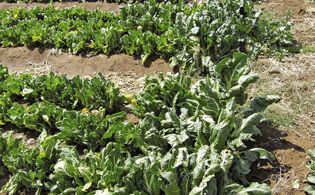 Beat cyst eelworm with trap crops Beat cyst eelworm with trap crops