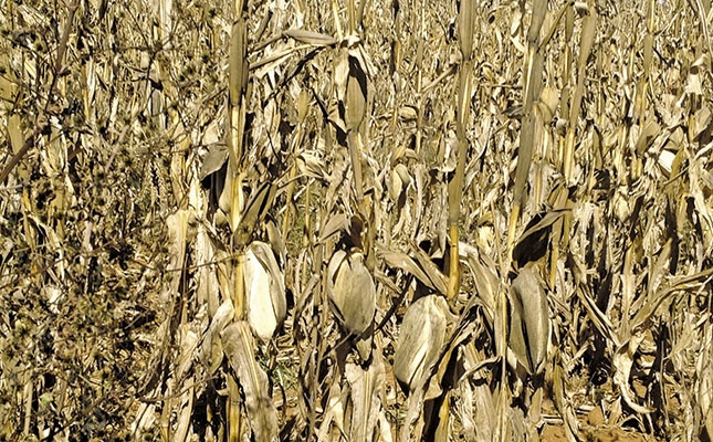 Mouldy maize stover: it could prove a killer