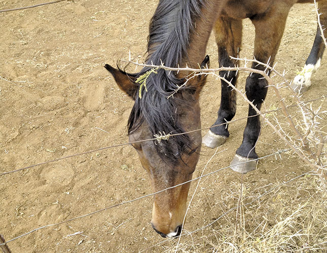 Is oat hay a suitable alternative for horses?