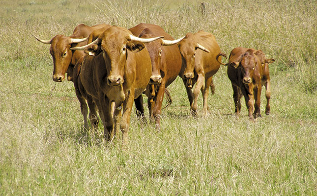Red meat traceability: time to beef up the system