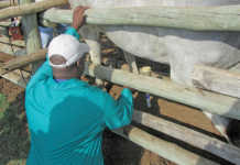 Career focus: Animal health Technician