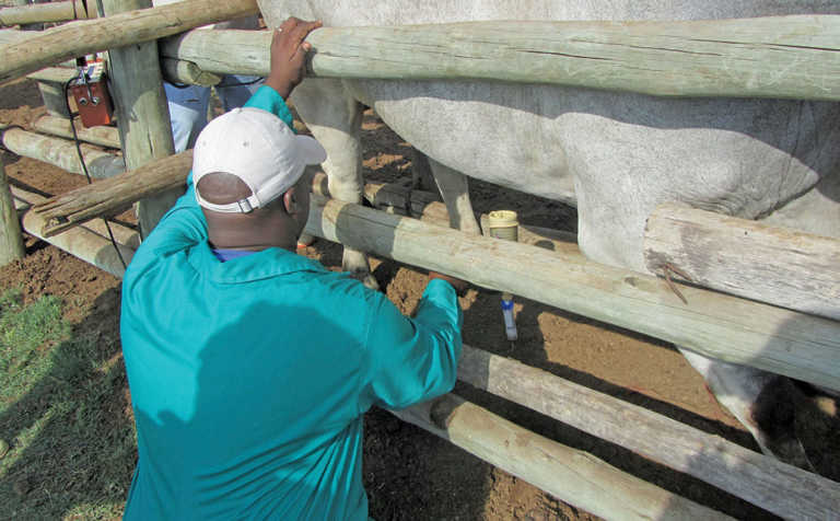 Career focus: Animal health Technician Career focus: Animal health Technician