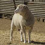 A-model-sheep-enterprise-on-a-modest-farm