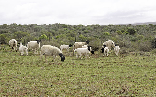 Breeding to the breed standard pays off Breeding to the breed standard pays off