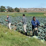 Grade-10’s—Cabbage-Harvesting