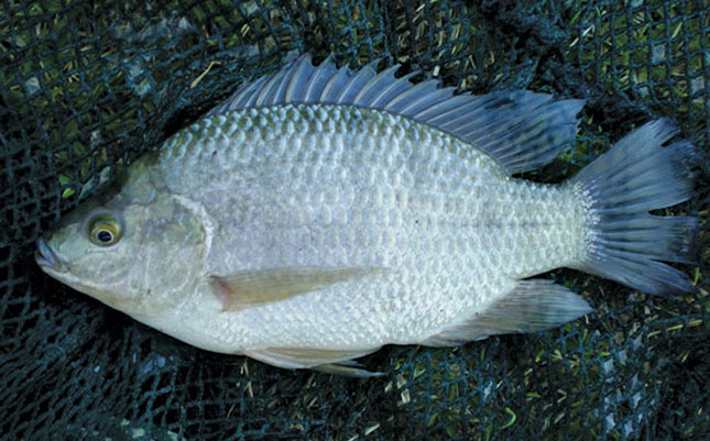 How to start your own aquaculture business -part 1 How to start your own aquaculture business -part 1