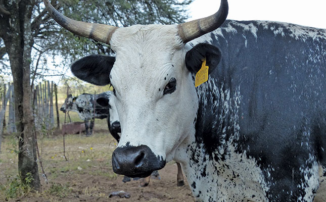 Europe’s influence on South African cattle