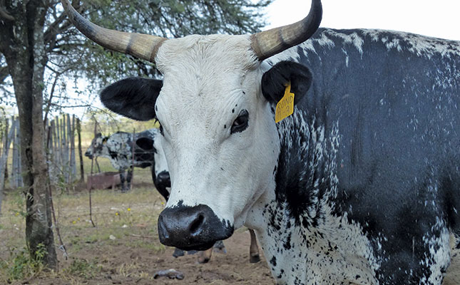 Europe’s influence on South African cattle Europe’s influence on South African cattle