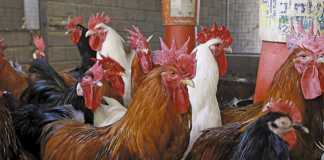 Retiring on free-range chickens