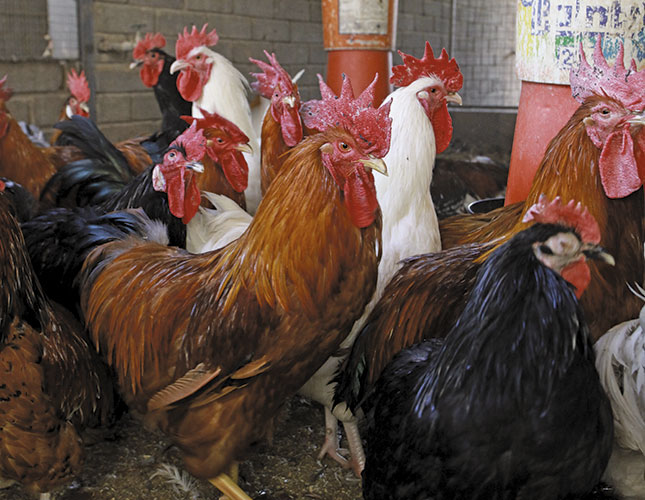 Retiring on free-range chickens Retiring on free-range chickens
