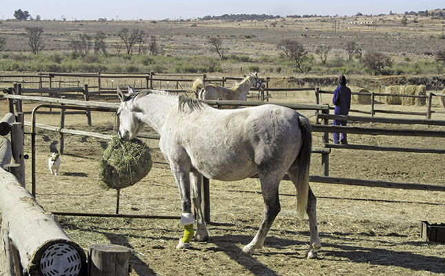 Should I insure my horse?