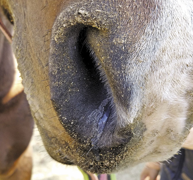Treating colds and flu in horses