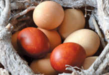 Why are eggs different colours?