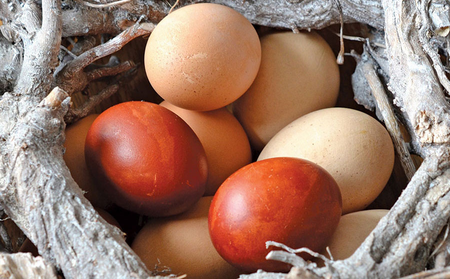 Why are eggs different colours?