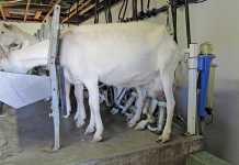 goat-farming-heritability