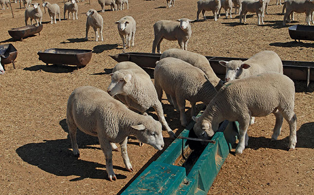 pregnant ewes feeding