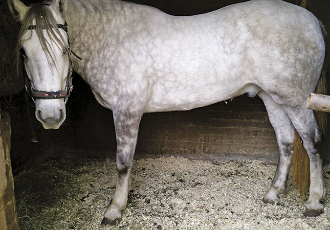 Dealing with Laminitis