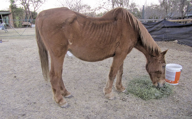 Euthanasing your horse Euthanasing your horse