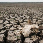 drought-conditions-kzn-3