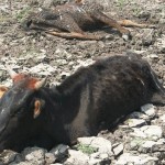 drought-conditions-kzn-livestock1