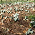 drought-conditions-kzn-vegetable-crops