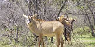 Breeding high value game species in North West