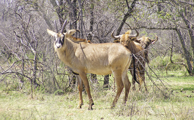 Breeding high-value game species in North West