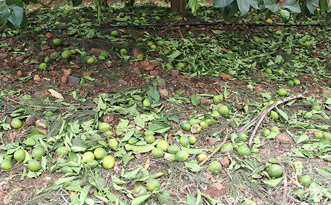 Hoedspruit hailstorm causes millions in damage Hoedspruit hailstorm causes millions in damage