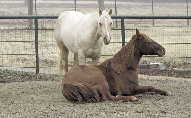 Dealing with herpes in horses